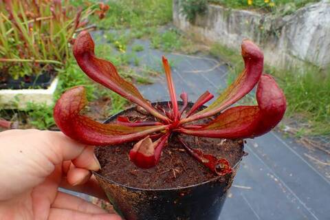 Sarracenia（サラセニア）の商品一覧 | Y's Exotics （山田食虫