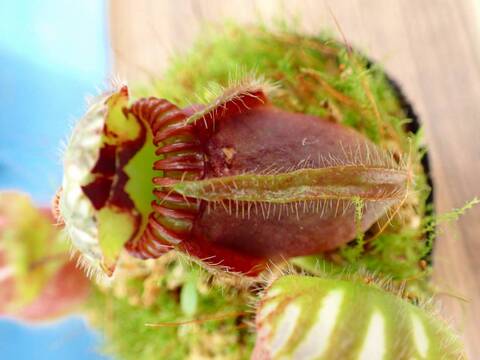 商品一覧 - Y's Exotics （山田食虫植物農園）