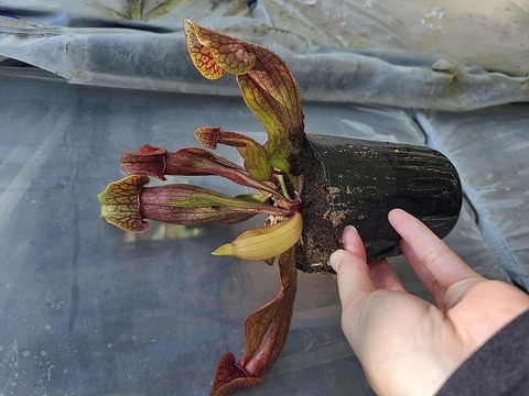 Y's Exotics （山田食虫植物農園）