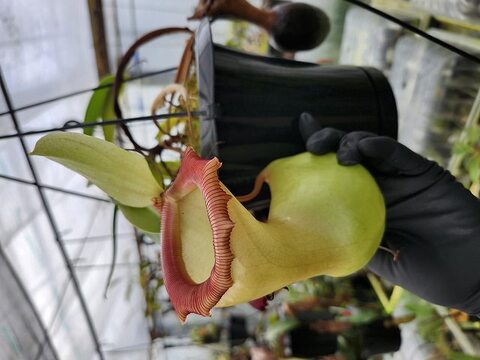 Nepenthes（ネペンテス/ウツボカズラ）の商品一覧 | Y's Exotics （山田食虫植物農園）