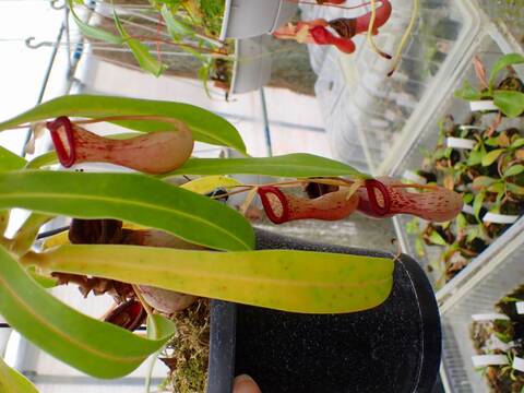 商品一覧 - Y's Exotics （山田食虫植物農園）