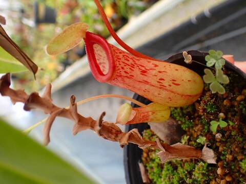 商品一覧 - Y's Exotics （山田食虫植物農園）