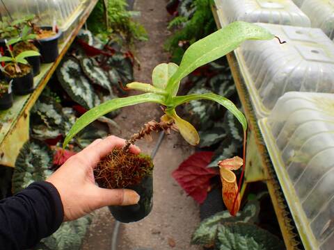Nepenthes Hybrids（ネペンテス交配種）の商品一覧 | Y's Exotics