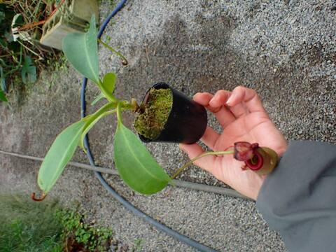 商品一覧 - Y's Exotics （山田食虫植物農園）