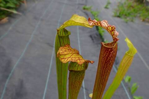 商品一覧 | Y's Exotics （山田食虫植物農園）