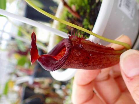 商品一覧 - Y's Exotics （山田食虫植物農園）