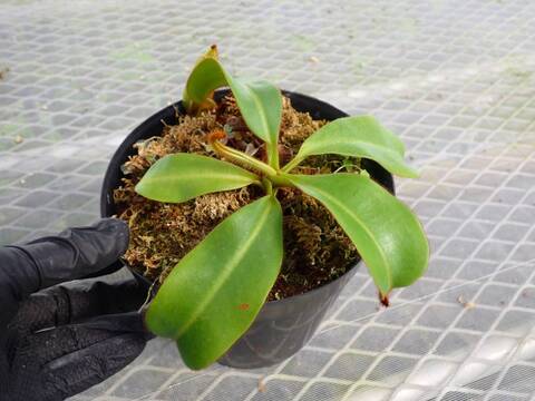J224 5-1 N. veitchii candy red stripe x veitchii (K) Y's