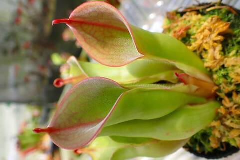 へりあん堂　ヘリアンフォラHeliamphora 食虫植物 Heliamphora nutans x heterodoxa EP/ 検 食虫植物