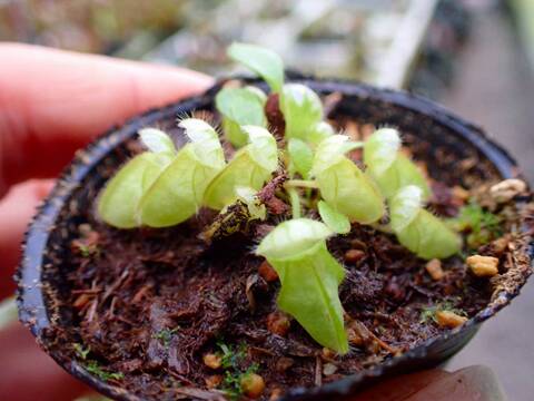 商品一覧 - Y's Exotics （山田食虫植物農園）