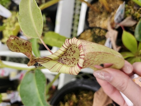 E102 1-1  N. maxima wavy leaf (seedling) Y's 