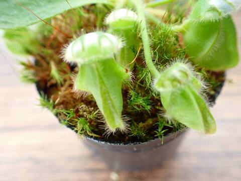 商品一覧 - Y's Exotics （山田食虫植物農園）