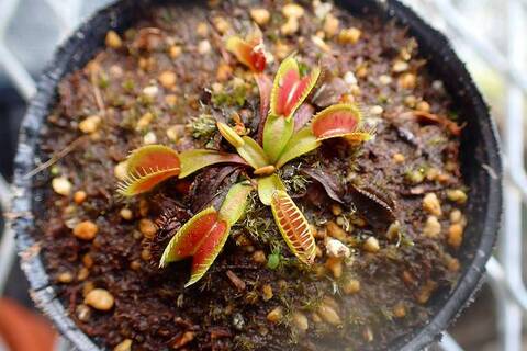 ハバネロ　FS ✖️ Portillae 商品一覧 | Y's Exotics （山田食虫植物農園）