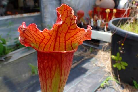 botanicalさま 81Bk-UGNjEL._UF350,350_QL80_.jpg