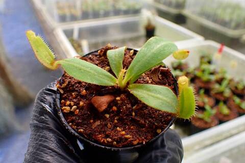 Y's Exotics （山田食虫植物農園）
