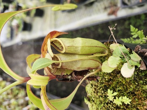 ゆうゆうネペンテス・ミランダ Nepenthes（ネペンテス/ウツボカズラ）の商品一覧 | Y's Exotics