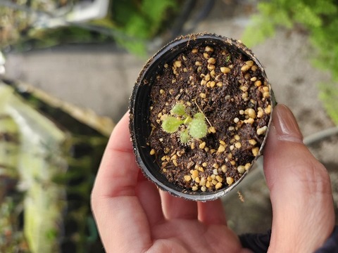 商品一覧 - Y's Exotics （山田食虫植物農園）