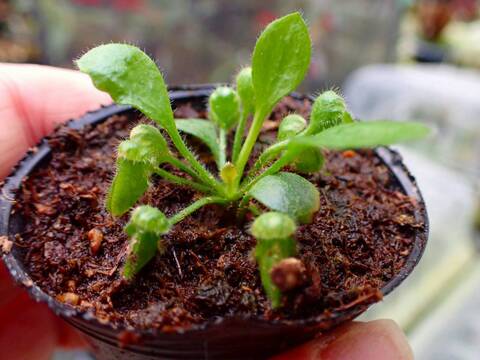 商品一覧 - Y's Exotics （山田食虫植物農園）