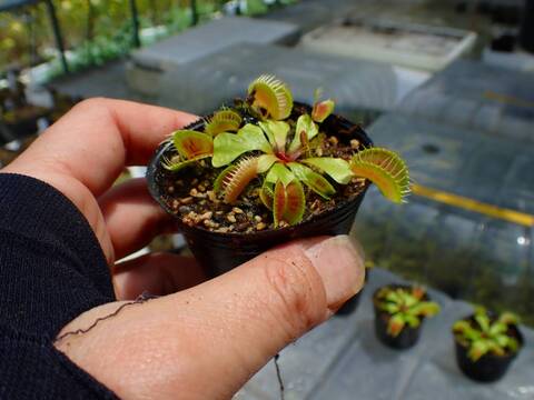 E172 4-1 Dionaea muscipula 鈴木系 実生