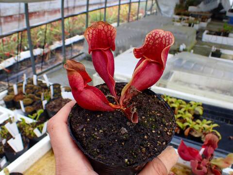 Y882 4-1 S. purpurea ssp. venosa var. burkii (seedling)