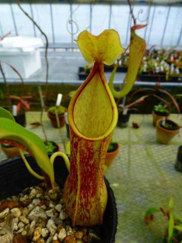 Nepenthes（ネペンテス/ウツボカズラ）の商品一覧 | Y's Exotics （山田食虫植物農園）