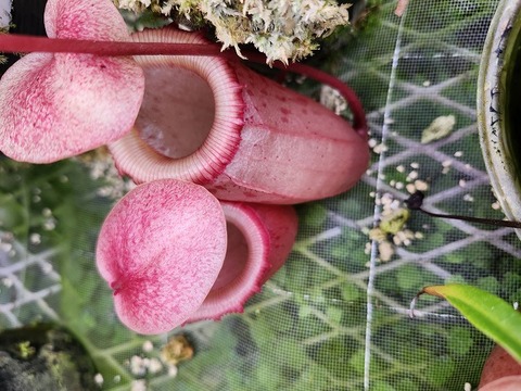 Nepenthes（ネペンテス/ウツボカズラ）の商品一覧 | Y's Exotics
