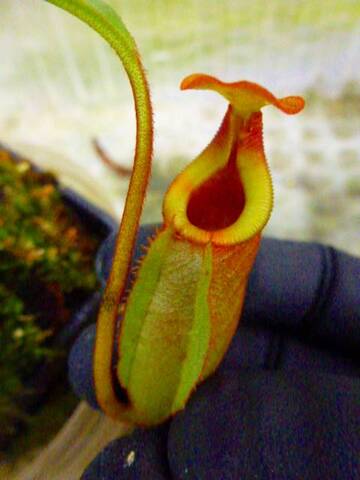 Nepenthes（ネペンテス/ウツボカズラ）の商品一覧 | Y's Exotics （山田食虫植物農園）