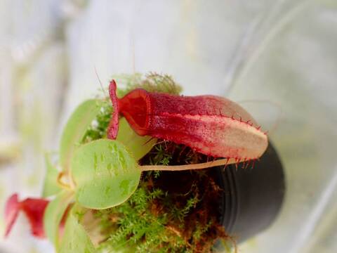 Y's Exotics （山田食虫植物農園）