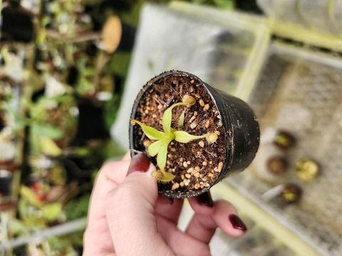 商品一覧 - Y's Exotics （山田食虫植物農園）