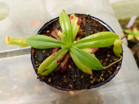 G088 5-1 [YA-8] N. pelvillei Thomas Alt Y's Lab - Y's Exotics