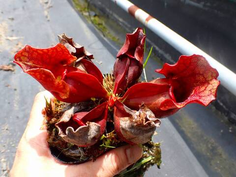 商品一覧 - Y's Exotics （山田食虫植物農園）