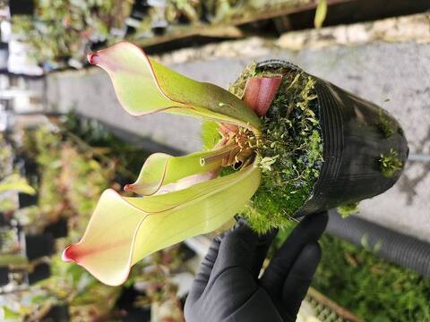 Heliamphora（ヘリアンフォラ）の商品一覧 | Y's Exotics （山田食虫植物農園）