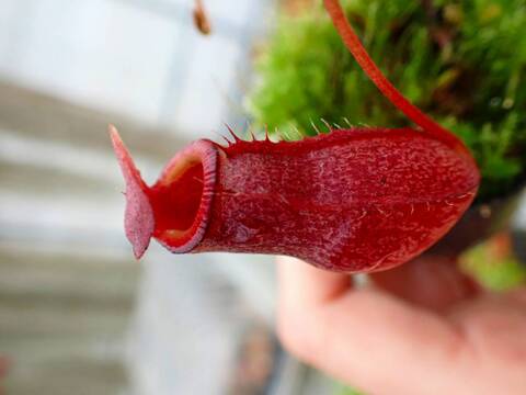 E578 5-1 N. ventricosa madja-as x rajah #NNN
