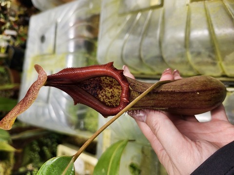 ゆうゆうネペンテス・ミランダ Nepenthes（ネペンテス/ウツボカズラ）の商品一覧 | Y's Exotics