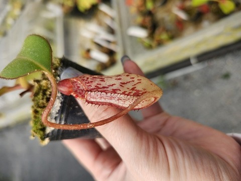 商品一覧 - Y's Exotics （山田食虫植物農園）