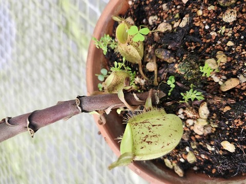 Y's Exotics （山田食虫植物農園）