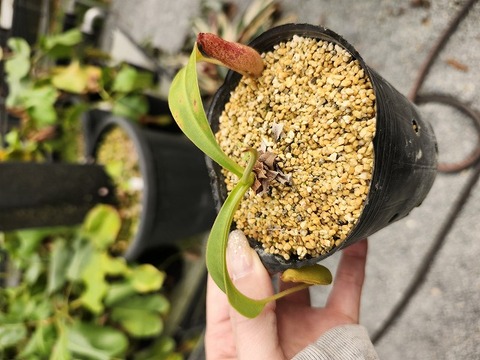 G101 5-3 N. (spathulata x thorelii -squat) x Yakkome 