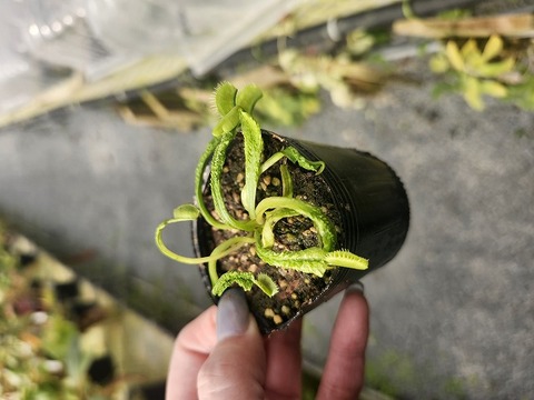 R368 5-1 Dionaea muscipula "Schupp Destruction" CK