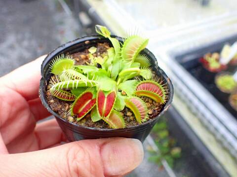 商品一覧 - Y's Exotics （山田食虫植物農園）