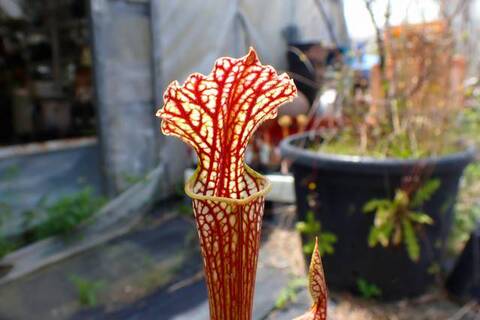 Sarracenia（サラセニア）の商品一覧 | Y's Exotics （山田食虫