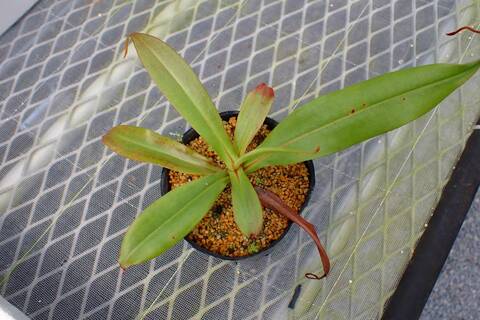 ネペンテス 新芽付き　抜き苗　食虫植物 食虫植物の質問です。ネペンテスハマタを育てているのですが