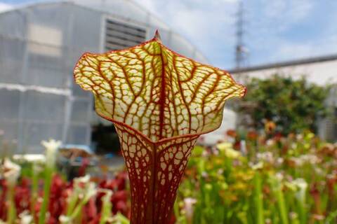 きちシャロニアエスリム ラビニア Sarracenia（サラセニア）の商品一覧 | Y's Exotics （山田食虫