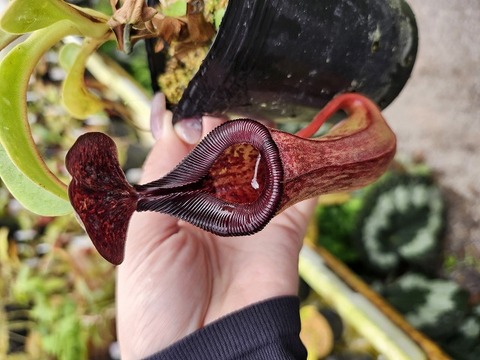 teatネペン Nepenthes（ネペンテス/ウツボカズラ）の商品一覧 | Y's Exotics