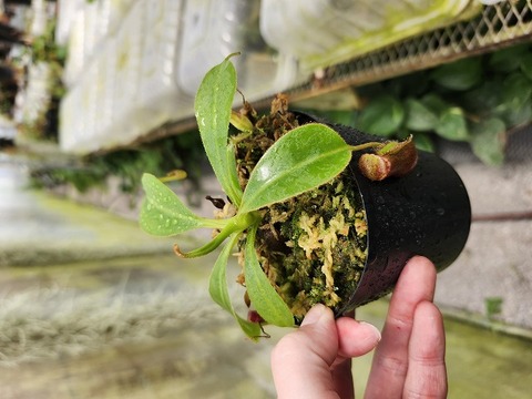 商品一覧 - Y's Exotics （山田食虫植物農園）