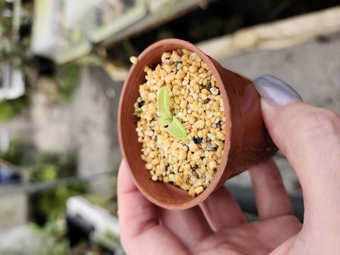 商品一覧 - Y's Exotics （山田食虫植物農園）
