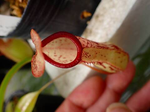 商品一覧 - Y's Exotics （山田食虫植物農園）