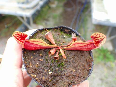 商品一覧 - Y's Exotics （山田食虫植物農園）