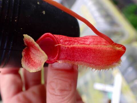 食虫植物　お知らせ用 商品一覧 - Y's Exotics （山田食虫植物農園）