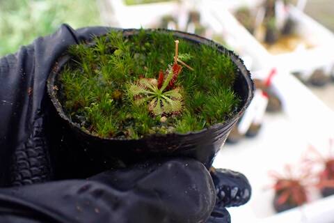 モウセンゴケ　カペンシス　産地データ付き　指さしているもの一つ Drosera（モウセンゴケ）の商品一覧 | Y's Exotics （山田食虫植物農園）