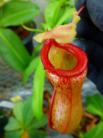 Nepenthes（ネペンテス/ウツボカズラ）の商品一覧 | Y's Exotics （山田食虫植物農園）