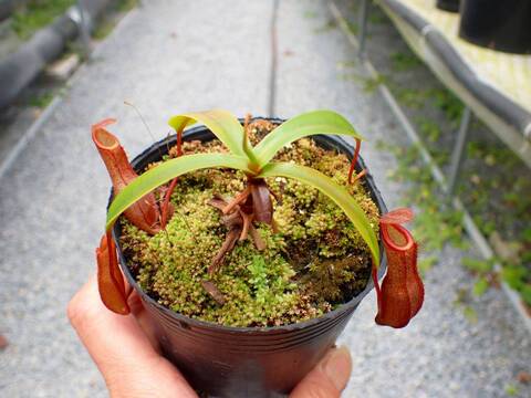商品一覧 - Y's Exotics （山田食虫植物農園）